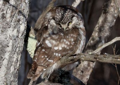 Boreal Owl 