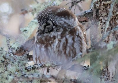 Boreal Owl 