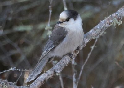 Canada Jay 