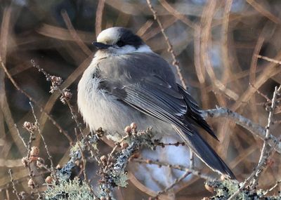 Canada Jay 