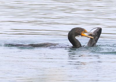 Double-crested Cormorant; basic