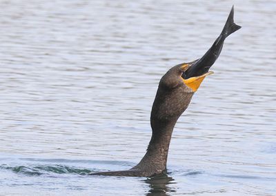 Double-crested Cormorant; basic