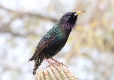 European Starling; exotic