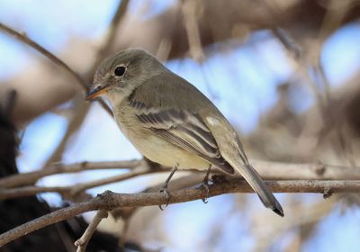 Tyrant Flycatchers