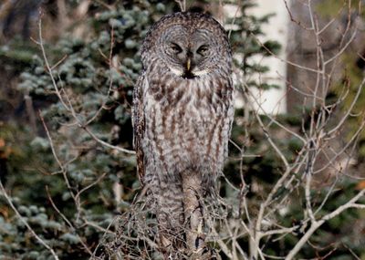 Great Gray Owl 