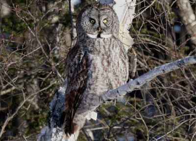 Great Gray Owl 