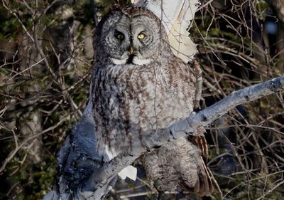 Great Gray Owl