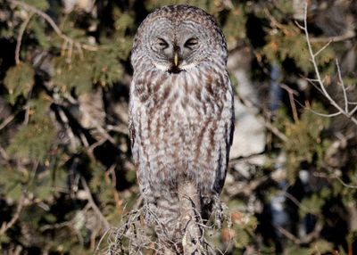 Great Gray Owl 