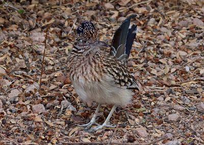 Greater Roadrunner