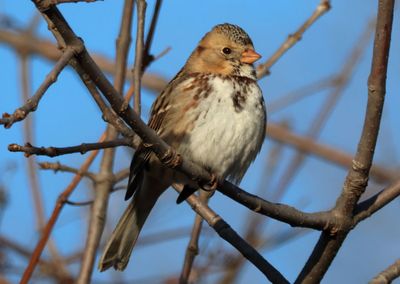 Harris's Sparrow; juvenile
