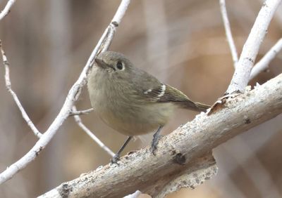Hutton's Vireo