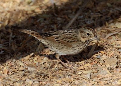Lincoln's Sparrow