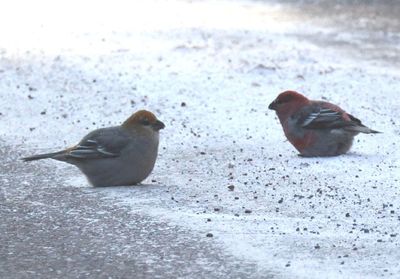 Pine Grosbeak pair