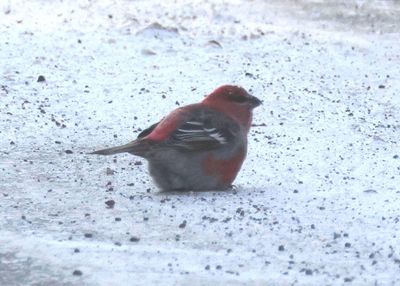 Pine Grosbeak; male