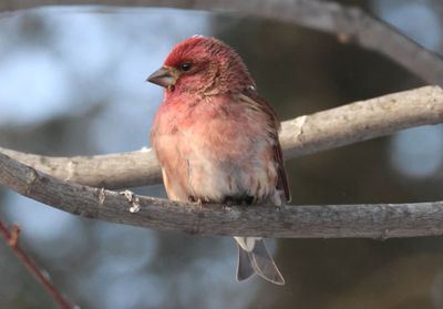 Purple Finch; male