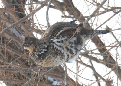 Ruffed Grouse