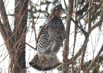 Ruffed Grouse