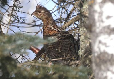 Ruffed Grouse