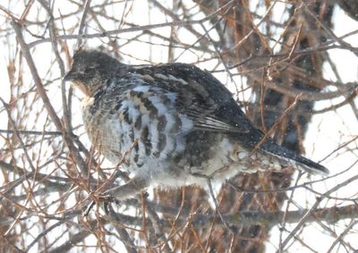 Ruffed Grouse