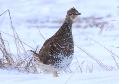 Sharp-tailed Grouse