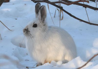 Snowshoe Hare; winter coat 