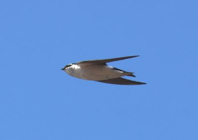Violet-green Swallow; male