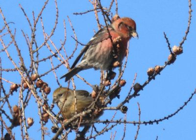 White-winged Crossbill pair