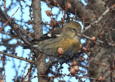 White-winged Crossbill; female