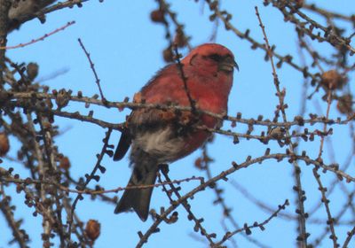 White-winged Crossbill; male