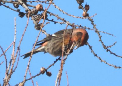 White-winged Crossbill; male
