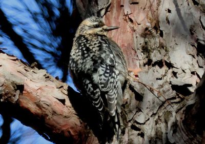Yellow-bellied Sapsucker; juvenile