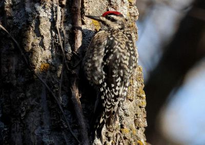 Yellow-bellied Sapsucker; female