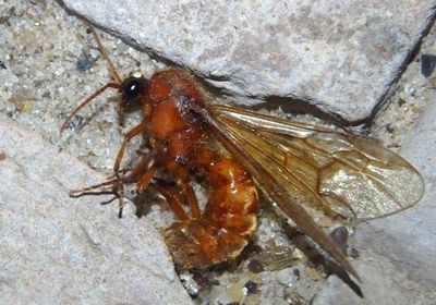 Labidus coecus; Army Ant species