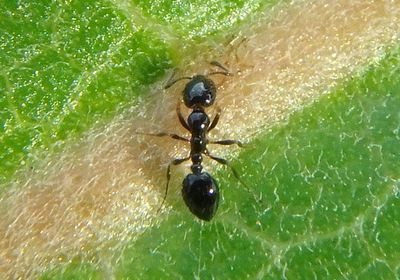 Monomorium minimum; Little Black Ant
