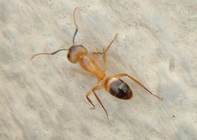 Camponotus festinatus complex; Carpenter Ant species
