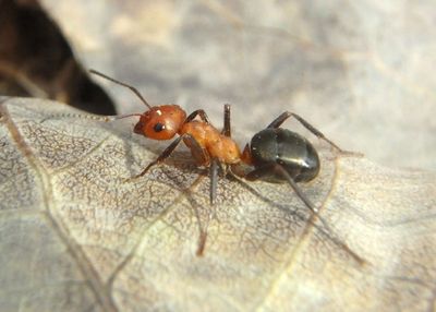 Formica integra complex; Wood Ant species