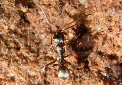 Formica fusca complex; Wood Ant species