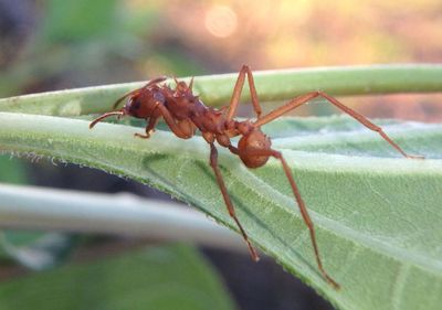 Acromyrmex octospinosus; Leaf-cutter Ant species