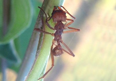 Acromyrmex octospinosus; Leaf-cutter Ant species