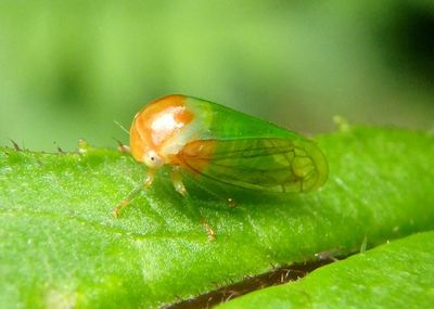 Acutalis Treehopper species