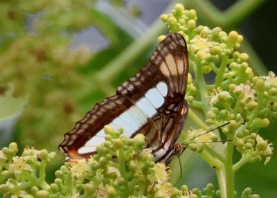 Adelpha serpa celerio; Celerio Sister