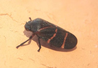 Aeneolamia contigua; Spittlebug species