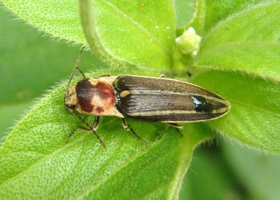 Agriotes Click Beetle species