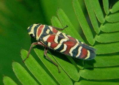 Agrosoma placetis; Sharpshooter species