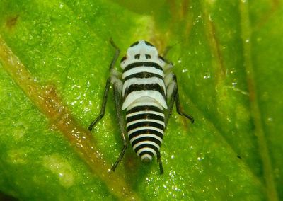 Agrosoma placetis; Sharpshooter species nymph