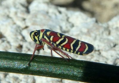 Agrosoma placetis; Sharpshooter species