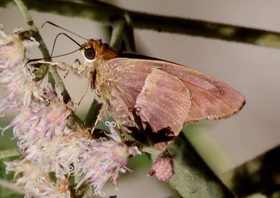 Aguna asander; Gold-spotted Aguna
