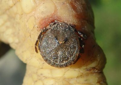 Amblyomma Tick species
