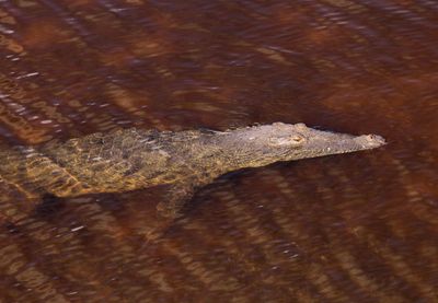 American Crocodile