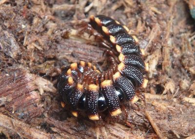 Amplinus Flat-backed Millipede species